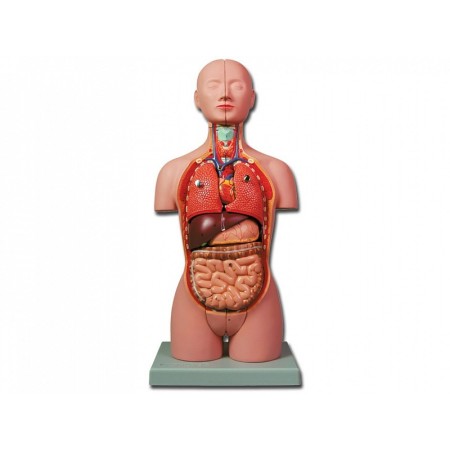 Mini Torso - 16 piese