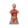 Mini Torso - 16 piese
