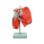 Mod. muscolatura della spalla - 1x