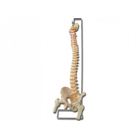 Model al coloanei vertebrale cu femur