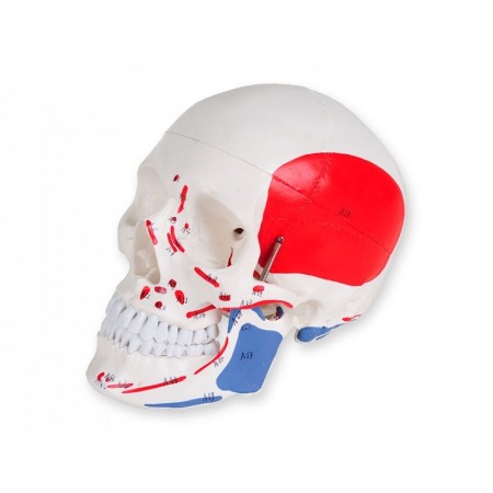 Linie „valoare” model craniu - 1x numerotată