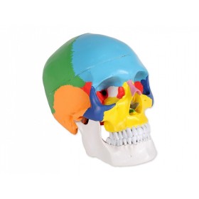 Model de craniu colorat linie „valoare” - 3 părți - 1x