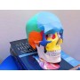 Model de craniu colorat linie „valoare” - 3 părți - 1x
