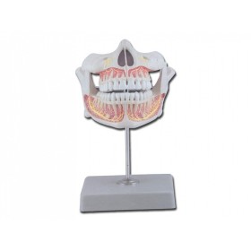Dentiția permanentă