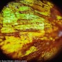 Microscop Levenhuk Rainbow 50L PLUS