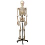 Modelo de esqueleto humano