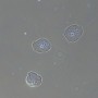 Dispositivo a contrasto di fase MAGUS PH2