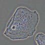 Dispositivo a contrasto di fase MAGUS PH2